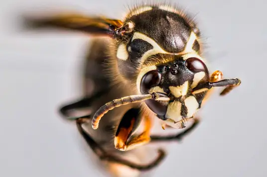 Bald-Faced Hornet Treatment Temecula CA