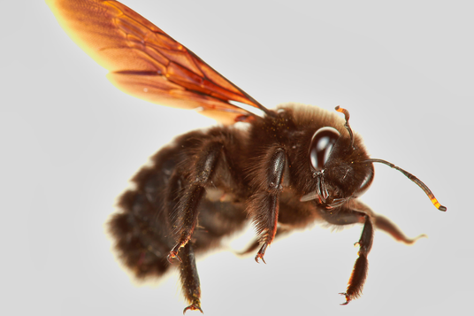 Carpenter Bee Treatment Temecula CA