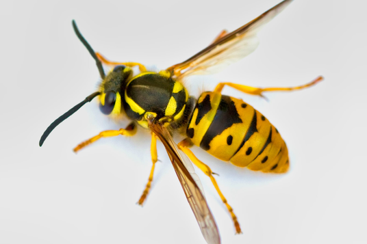 Yellow Jacket Treatment Temecula CA