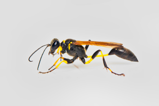 Wasp Treatment Temecula CA