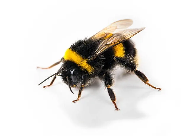Bumble Bee Identification