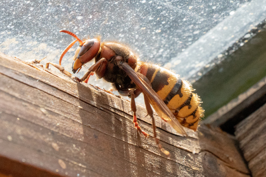 Hornet Treatment Temecula CA