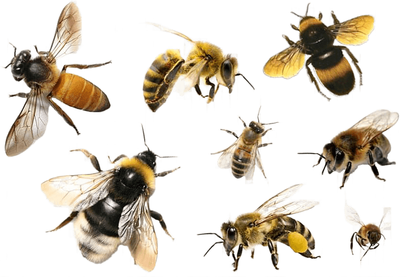 Understanding Hornet Stings