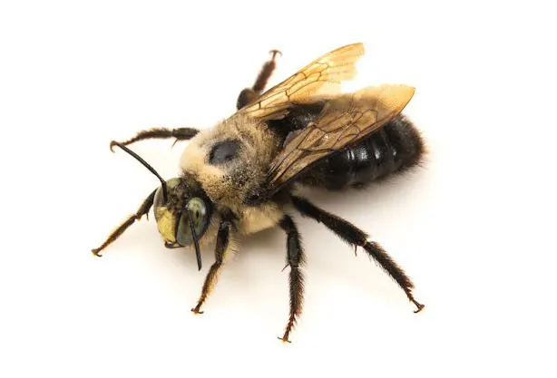 Carpenter Bee Identification