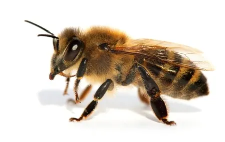 Honey Bee Identification