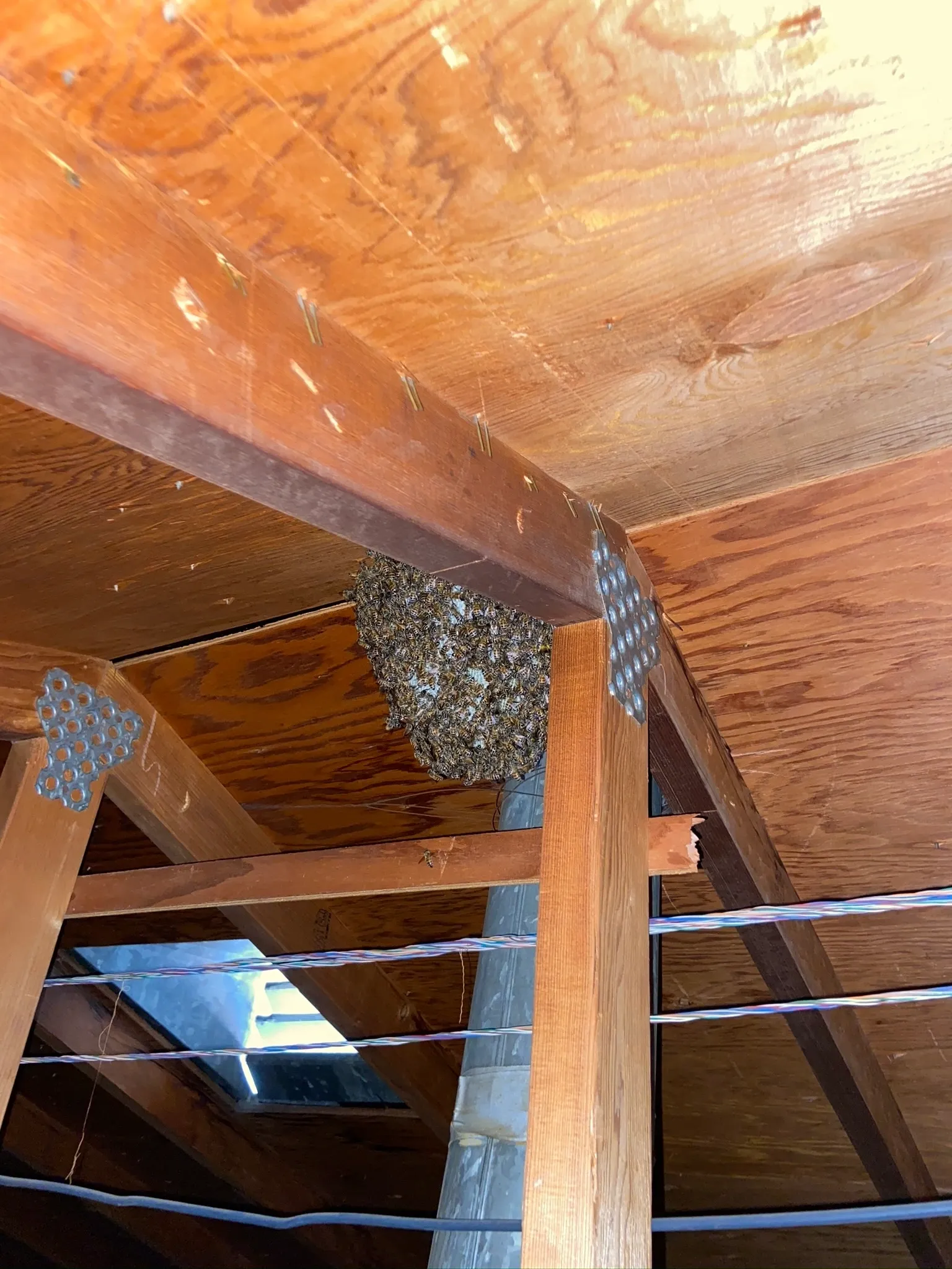 Wasp Nest Removal Temecula CA