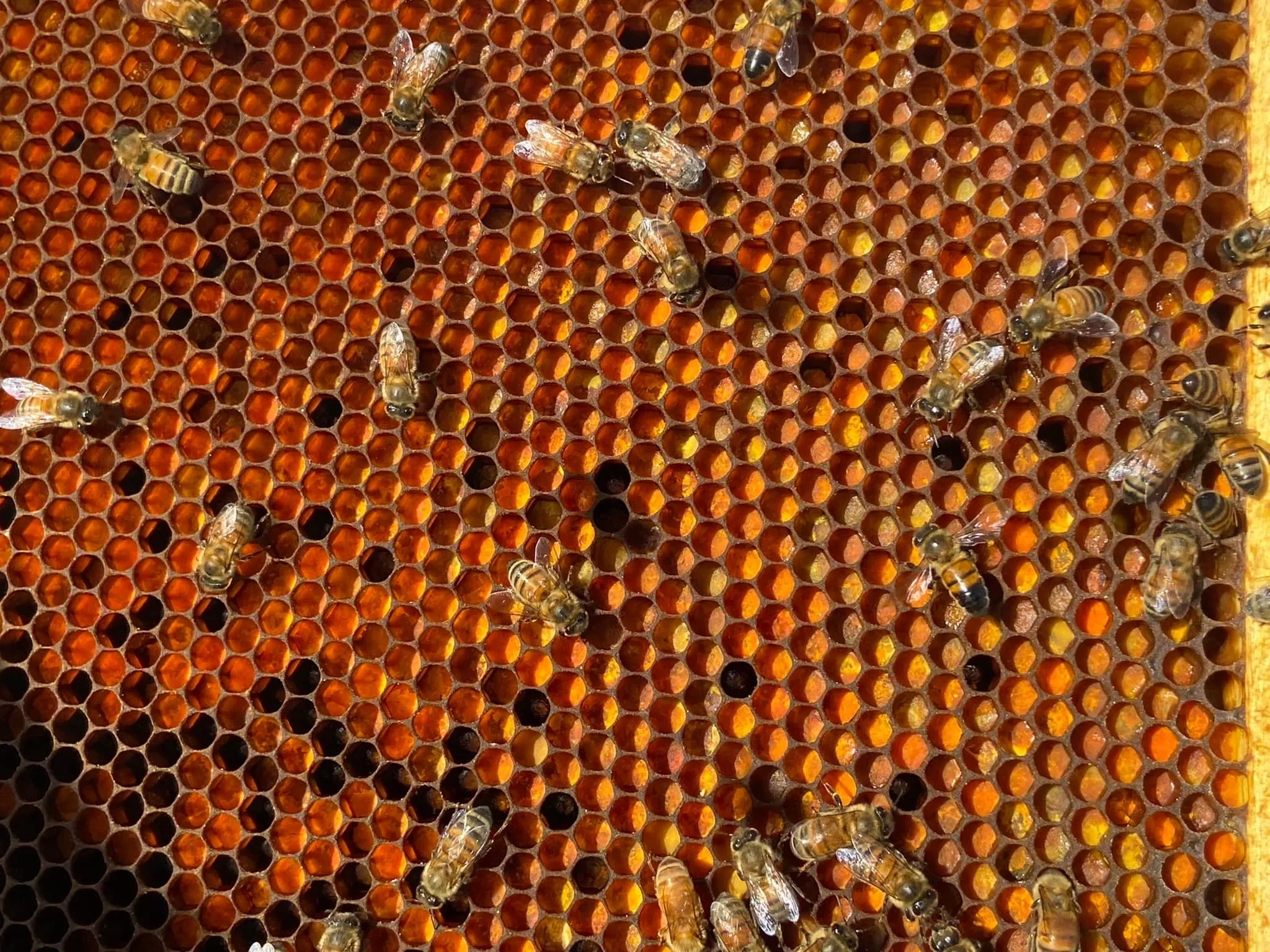 Honey Combs Temecula CA