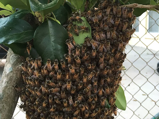 Swarm Traps in Temecula CA