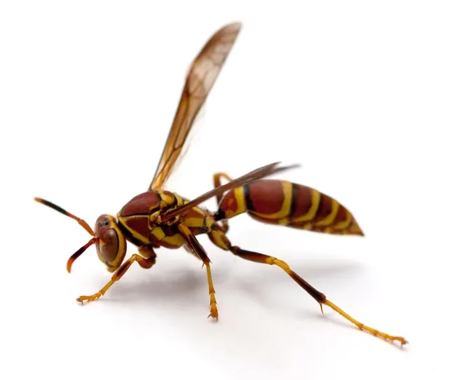 Wasp Identification