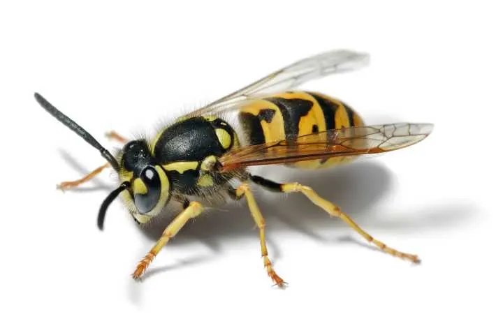 Yellow Jacket Identification